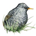 Starling bird, chick in the grass. Hand drawn watercolor illustration isolated on white background. Easter design