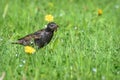 Starling bird feed insect grass
