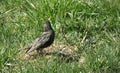 Starling bird Royalty Free Stock Photo