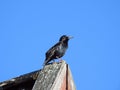 Starling bird on home roof, Lithuania