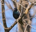 Starling bird perched Royalty Free Stock Photo