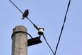 A starling bird on a power line Royalty Free Stock Photo