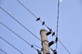 A starling bird on a power line Royalty Free Stock Photo