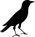 Starling bird silhoutte vector illustration