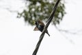 starling bird sits on a wire and sings