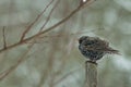 Starling bird sitting on brunch in wildlife