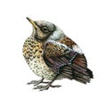 Starling bird small chick. Baby bird thrush watercolor illustration. Common thrush backyard avian. Isolated on white Royalty Free Stock Photo