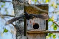 Starling bird  Sturnus vulgaris  flying off the wooden nest box in the tree. Bird feeding kids in wooden bird house hanging on Royalty Free Stock Photo