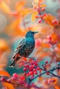 starling bird on a tree branch. Selective focus. Royalty Free Stock Photo