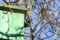 Starling in a birdhouse on a tree