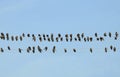 Starling birds on cord, Lithuania