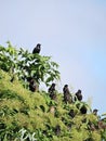 Starling birds