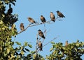 Starling birds on tree branches