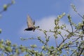 Starling with a caterpillar in its beak flies