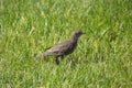 Starling chick in spring Royalty Free Stock Photo