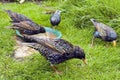 Starlings Collecting mealworms feeding on a lawn