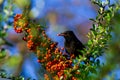 Starling eats juicy fruits of sea buckthorn