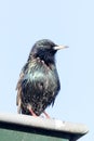 Starling on edge of gutter Royalty Free Stock Photo