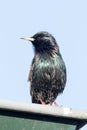 Starling on edge of gutter Royalty Free Stock Photo