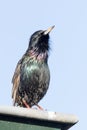 Starling on edge of gutter Royalty Free Stock Photo