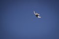 A starling in flight hunts a flying beetle. Background blue clear sky.