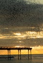 Starling flock over Aberystwyth pier