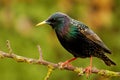 Starling on garden perch Royalty Free Stock Photo