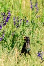 Starling in high grass between flowers Royalty Free Stock Photo