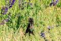 Starling in high grass between flowers