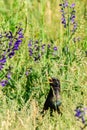 Starling in high grass between flowers Royalty Free Stock Photo