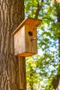Starling house on pine tree Royalty Free Stock Photo