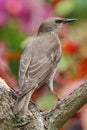 Starling, juvenile starlingSturnus Vulgaris perched on a branch