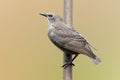 Starling, juvenile starlingSturnus Vulgaris perched on a rusty steel pole.