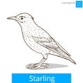 Starling learn birds coloring book vector