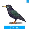 Starling learn birds educational game vector