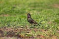 A starling is looking for food in the grass Royalty Free Stock Photo