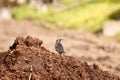 Starling and manure Royalty Free Stock Photo