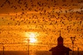 Starling murmuration Royalty Free Stock Photo