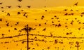 Starling murmuration Royalty Free Stock Photo