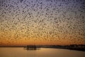 The starling murmuration in Brighton