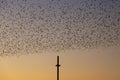 The starling murmuration in Brighton