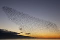 The starling murmuration in Brighton Royalty Free Stock Photo