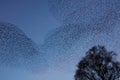 Starling Murmuration at Dusk Royalty Free Stock Photo