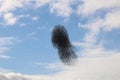 Starling murmuration