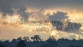 Starling Murmuration Over Industrial Sunset Royalty Free Stock Photo
