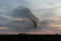 Starling murmurations. A large flock of starlings