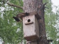 ÃÂ­Starling near the birdhouse. Artificial bird& x27;s nest