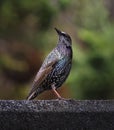 A starling perched on a shed roof.