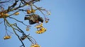 Starling perched in a tree in winter sunshine Royalty Free Stock Photo