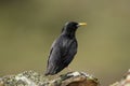 Starling perches on a rock in the field Royalty Free Stock Photo